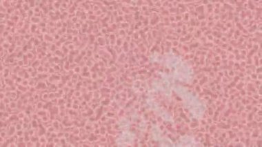 Benzersiz hareket dokusu tasarım sanatı ile profesyonel video düzenleme için modern soyut grafikler