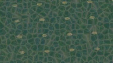 Yaratıcı video düzenleme film tasarımı için benzersiz hareket grafikleri biçimi giriş hareketi video pro