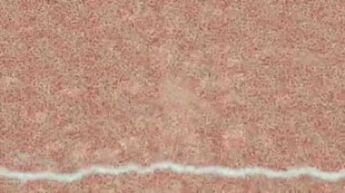 Dijital doku yüzey tasarım biçimi ile modern video animasyonu için gelişmiş hareket grafikleri