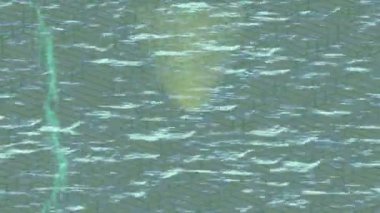 Profesyonel video projeleri sanat tarzı için organik hareketli arkaplan tasarımı