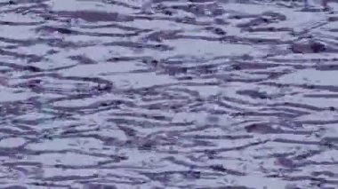 Benzersiz dijital hareket grafiklerine sahip yaratıcı sinematik projeler için yumuşak animasyon yüzeyi