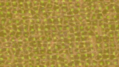 Dijital doku yüzey tasarım biçimi ile modern video animasyonu için gelişmiş hareket grafikleri