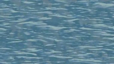 Profesyonel video projeleri sanat tarzı için organik hareketli arkaplan tasarımı