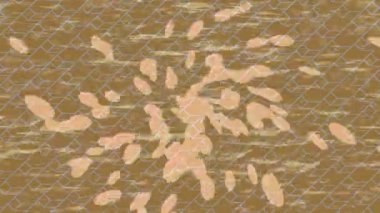 Yaratıcı video düzenleme film arkaplan tasarımı için minimalist organik hareket grafikleri