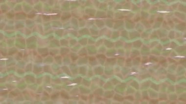 Organik desenli yüzey giriş stili video film sanatı ile soyut arkaplan tasarımı