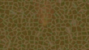 Dijital doku yüzey tasarım biçimi ile modern video animasyonu için gelişmiş hareket grafikleri