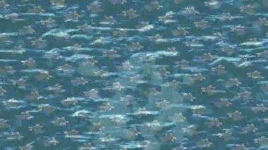 Yaratıcı video düzenleme film tasarımı için benzersiz hareket grafikleri biçimi giriş hareketi video pro