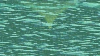 Yaratıcı video düzenleme film arkaplan tasarımı için minimalist organik hareket grafikleri