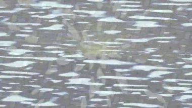 Profesyonel video projeleri sanat tarzı için organik hareketli arkaplan tasarımı