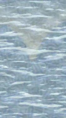 Yaratıcı video düzenleme film arkaplan tasarımı için minimalist organik hareket grafikleri