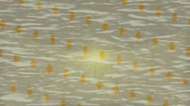 Yaratıcı video düzenleme film arkaplan tasarımı için minimalist organik hareket grafikleri