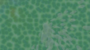 Profesyonel video projeleri sanat tarzı için organik hareketli arkaplan tasarımı