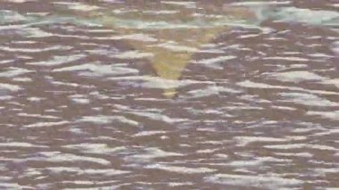 Estetik doku arkaplan tasarımı renkli hareket grafikleri ile moda film giriş profosyoneli