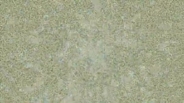 Lüks hareket tasarımı üst düzey video projeleri ve dijital sanat için zarif, pürüzsüz bir dokusu var.