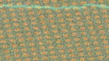 Yaratıcı video düzenleme film tasarımı için benzersiz hareket grafikleri biçimi giriş hareketi video pro