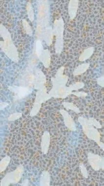 Lüks hareket tasarımı üst düzey video projeleri ve dijital sanat için zarif, pürüzsüz bir dokusu var.