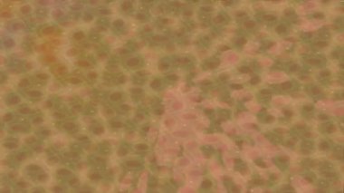 Benzersiz video giriş tasarımı projeleri için detaylı yüzey kalıbı film animasyon stili grafik girişi