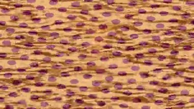 Yaratıcı video düzenleme film tasarımı için benzersiz hareket grafikleri biçimi giriş hareketi video pro