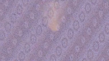 Lüks hareket projeleri için soyut tasarım stili animasyonu olan üst düzey dijital doku