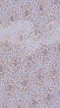 Benzersiz dijital hareket grafiklerine sahip yaratıcı sinematik projeler için yumuşak animasyon yüzeyi