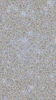 Lüks hareket tasarımı üst düzey video projeleri ve dijital sanat için zarif, pürüzsüz bir dokusu var.