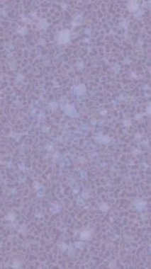 Benzersiz dijital hareket grafiklerine sahip yaratıcı sinematik projeler için yumuşak animasyon yüzeyi