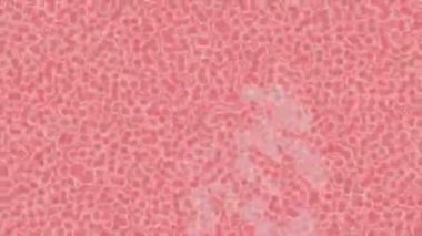 Benzersiz dijital hareket grafiklerine sahip yaratıcı sinematik projeler için yumuşak animasyon yüzeyi