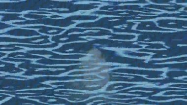 Yaratıcı video düzenleme film arkaplan tasarımı için minimalist organik hareket grafikleri