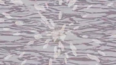 Yaratıcı video düzenleme film arkaplan tasarımı için minimalist organik hareket grafikleri