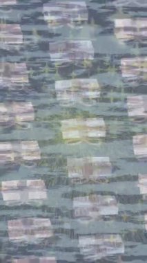 Yaratıcı video düzenleme film arkaplan tasarımı için minimalist organik hareket grafikleri