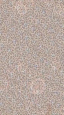 Lüks hareket tasarımı üst düzey video projeleri ve dijital sanat için zarif, pürüzsüz bir dokusu var.