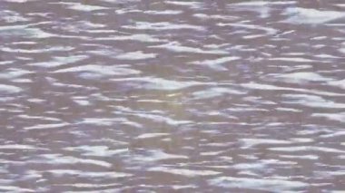 Profesyonel video projeleri sanat tarzı için organik hareketli arkaplan tasarımı