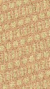 Yaratıcı video düzenleme film arkaplan tasarımı için minimalist organik hareket grafikleri