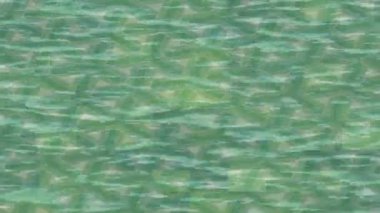 Benzersiz video giriş tasarımı projeleri için detaylı yüzey kalıbı film animasyon stili grafik girişi