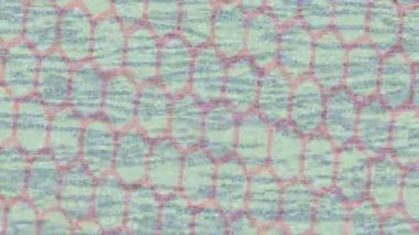 Benzersiz dijital hareket grafiklerine sahip yaratıcı sinematik projeler için yumuşak animasyon yüzeyi