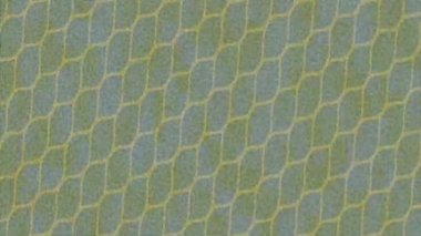 Profesyonel video projeleri sanat tarzı için organik hareketli arkaplan tasarımı