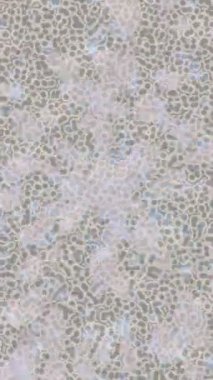 Lüks hareket tasarımı üst düzey video projeleri ve dijital sanat için zarif, pürüzsüz bir dokusu var.