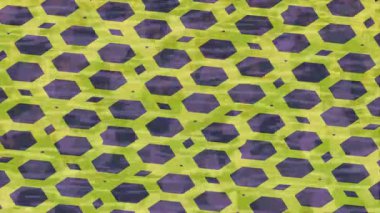 Estetik doku arkaplan tasarımı renkli hareket grafikleri ile moda film giriş profosyoneli