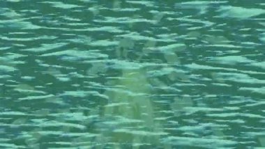 Lüks hareket projeleri için soyut tasarım stili animasyonu olan üst düzey dijital doku