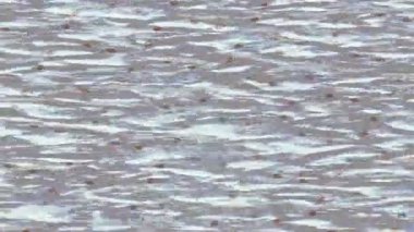 Benzersiz dijital hareket grafiklerine sahip yaratıcı sinematik projeler için yumuşak animasyon yüzeyi