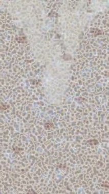 Organik desenli yüzey giriş stili video film sanatı ile soyut arkaplan tasarımı