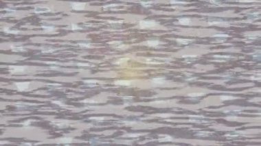 Lüks hareket tasarımı üst düzey video projeleri ve dijital sanat için zarif, pürüzsüz bir dokusu var.