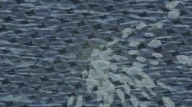 Yaratıcı video düzenleme film tasarımı için benzersiz hareket grafikleri biçimi giriş hareketi video pro