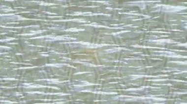 Soyut hareket desenli fütüristik video üretimi için dinamik dijital arkaplan