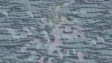 Yaratıcı video düzenleme film arkaplan tasarımı için minimalist organik hareket grafikleri