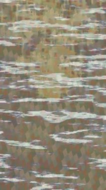 Yaratıcı video düzenleme film arkaplan tasarımı için minimalist organik hareket grafikleri