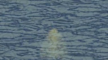 Lüks hareket tasarımı üst düzey video projeleri ve dijital sanat için zarif, pürüzsüz bir dokusu var.