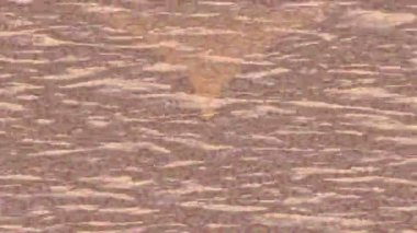 Benzersiz dijital hareket grafiklerine sahip yaratıcı sinematik projeler için yumuşak animasyon yüzeyi