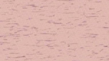 Yaratıcı video düzenleme film arkaplan tasarımı için minimalist organik hareket grafikleri