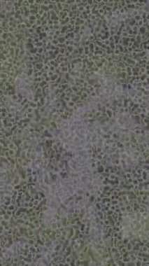 Lüks hareket tasarımı üst düzey video projeleri ve dijital sanat için zarif, pürüzsüz bir dokusu var.